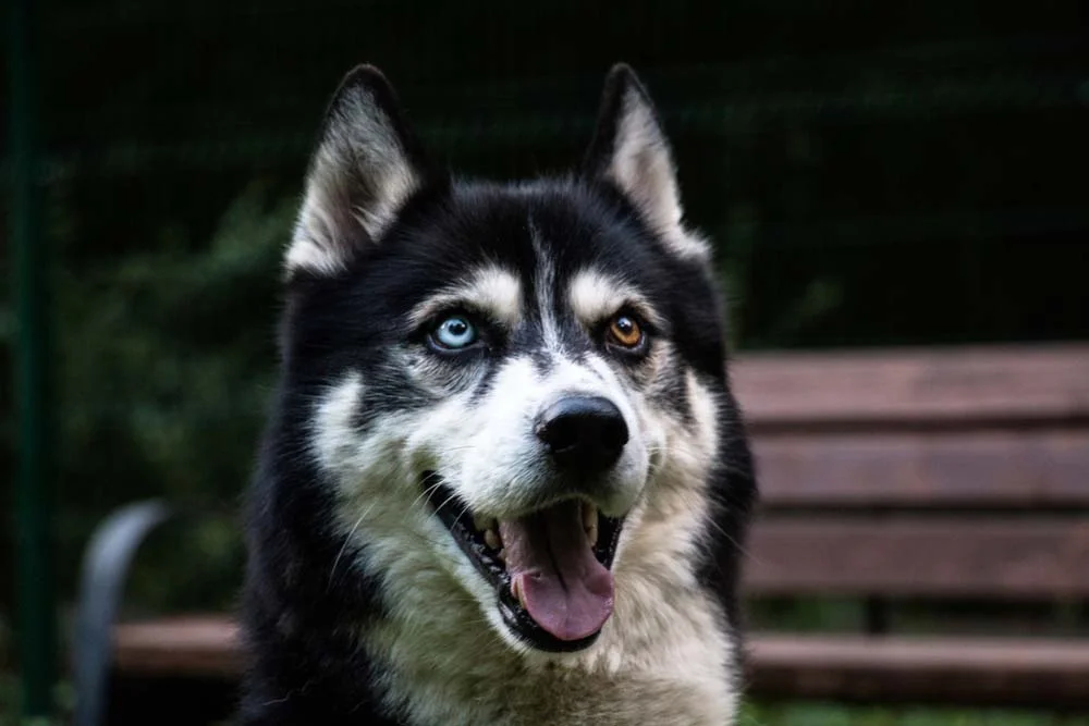 Husky Siberiano com heterocromia