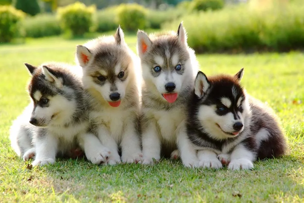 Vários filhotes de Husky juntos em cima da grama