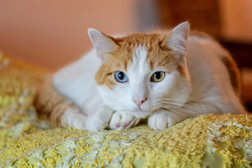 Gato com duas cores de olhos pode ter diferentes pelagens, mas o branco sempre está presente