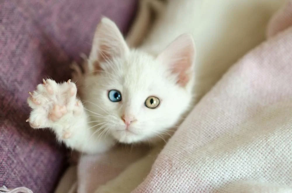O gato com heterocromia congênita apresenta a alteração nos olhos ainda quando é filhote