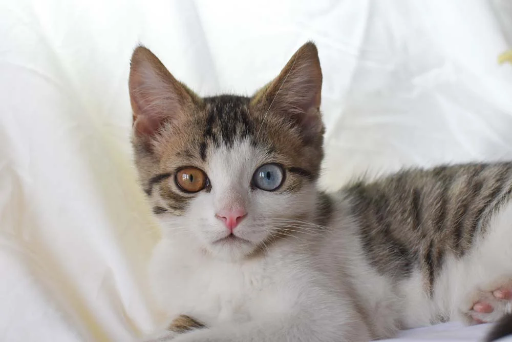Gato com olho de duas cores geralmente não sugere problemas de saúde