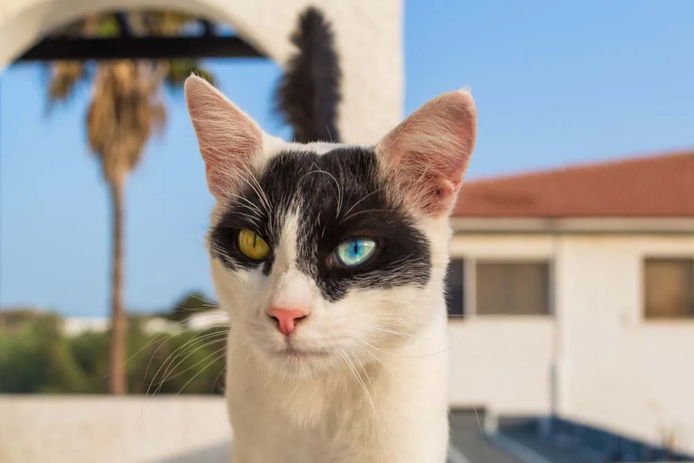 Gato preto com heterocromia deve ter manchas brancas pelo corpo, e nunca uma cor sólida