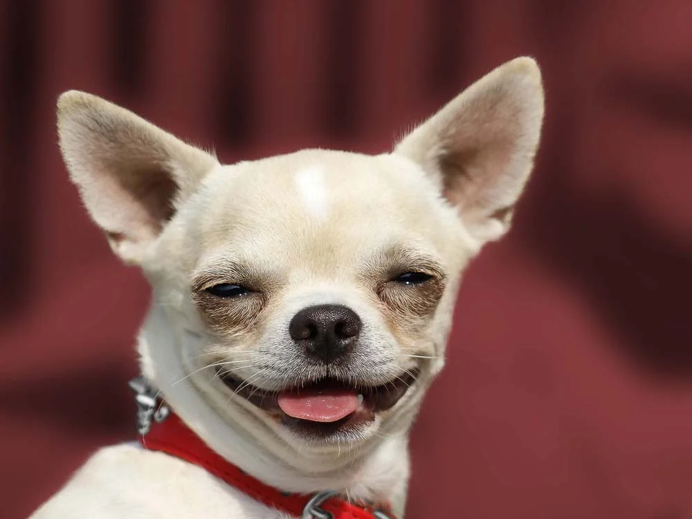 Cachorro Chihuahua com língua de fora e olhos estreitos