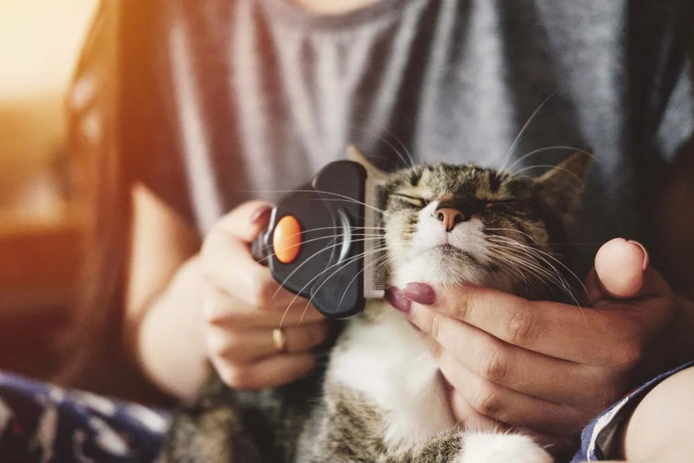 Escova Furminator: gatos podem ficar incomodados. Tenha cuidado na hora de usar!