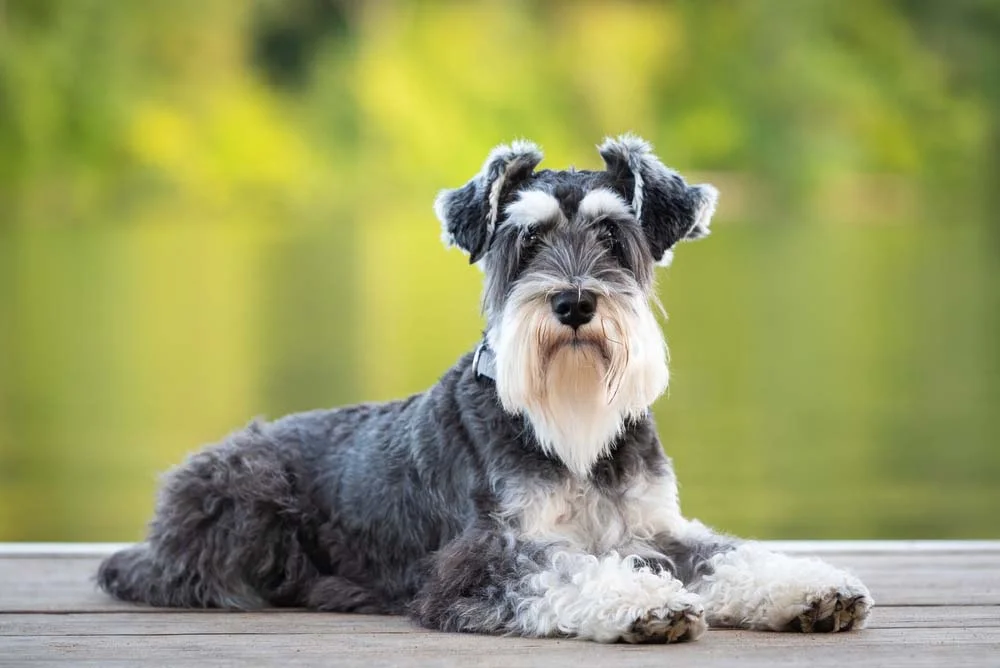 Apesar do bigode peludo, o Schnazuer é uma ótima opção para quem busca cães hipoalergênicos