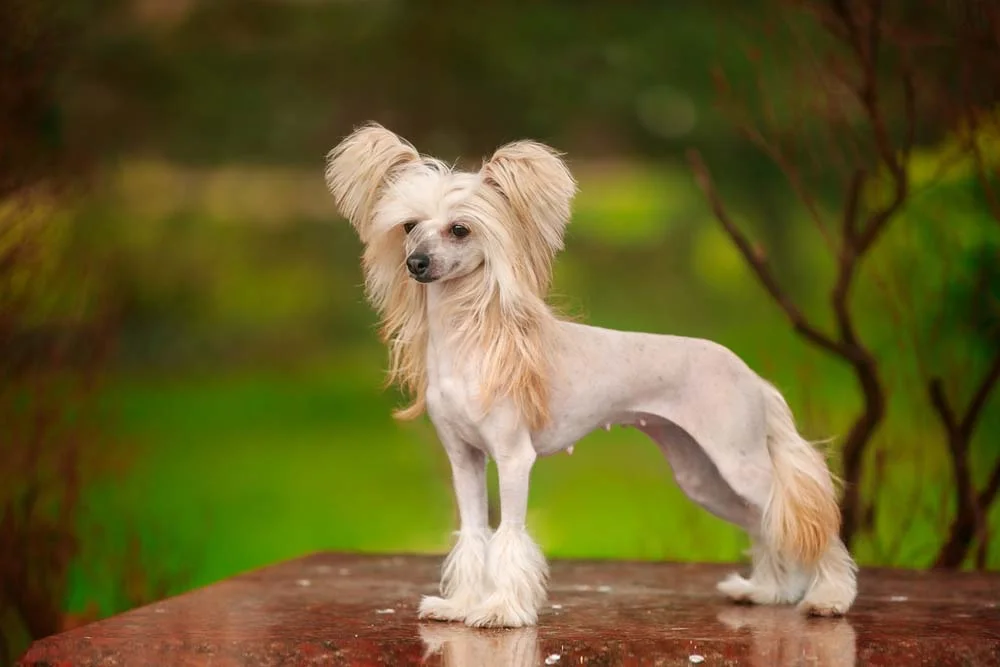 O Cão de Crista Chinês quase não tem pelo, o que faz dele um cachorro hipoalergênico ideal