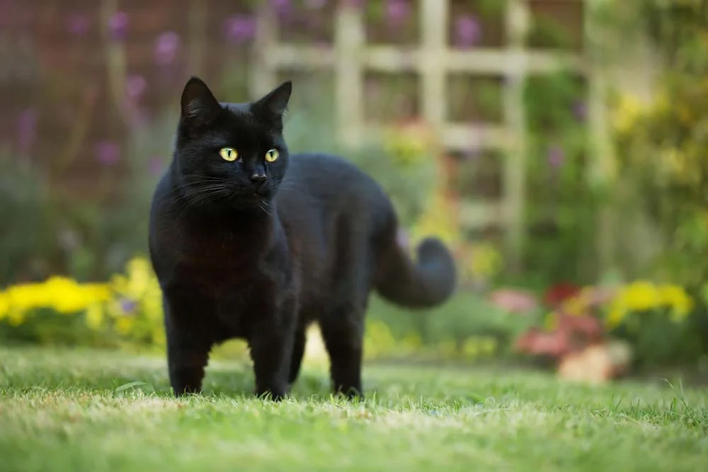 O gato preto é muito charmoso e companheiro dos humanos
