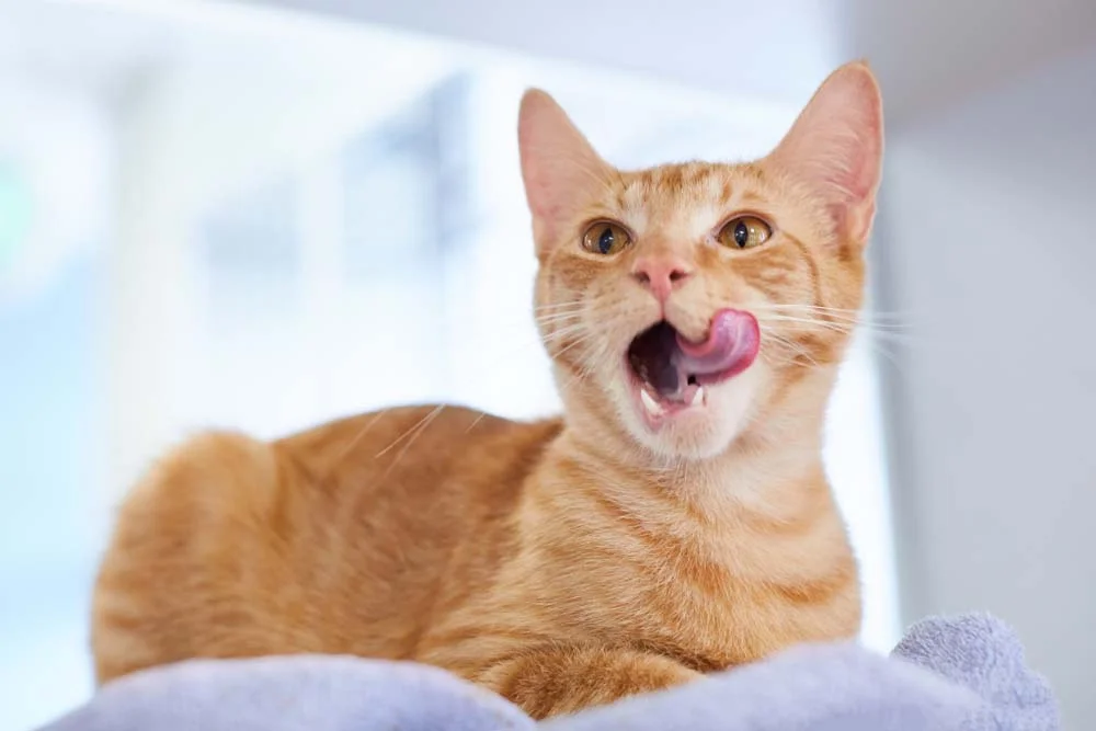 O gato laranja é sociável, festeiro e ama ficar perto dos humanos