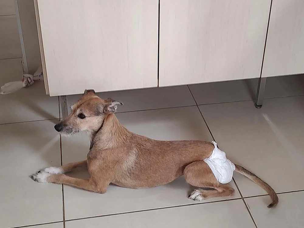 A vira-lata Pipa é uma cadela com deficiência que não tem a pata traseira