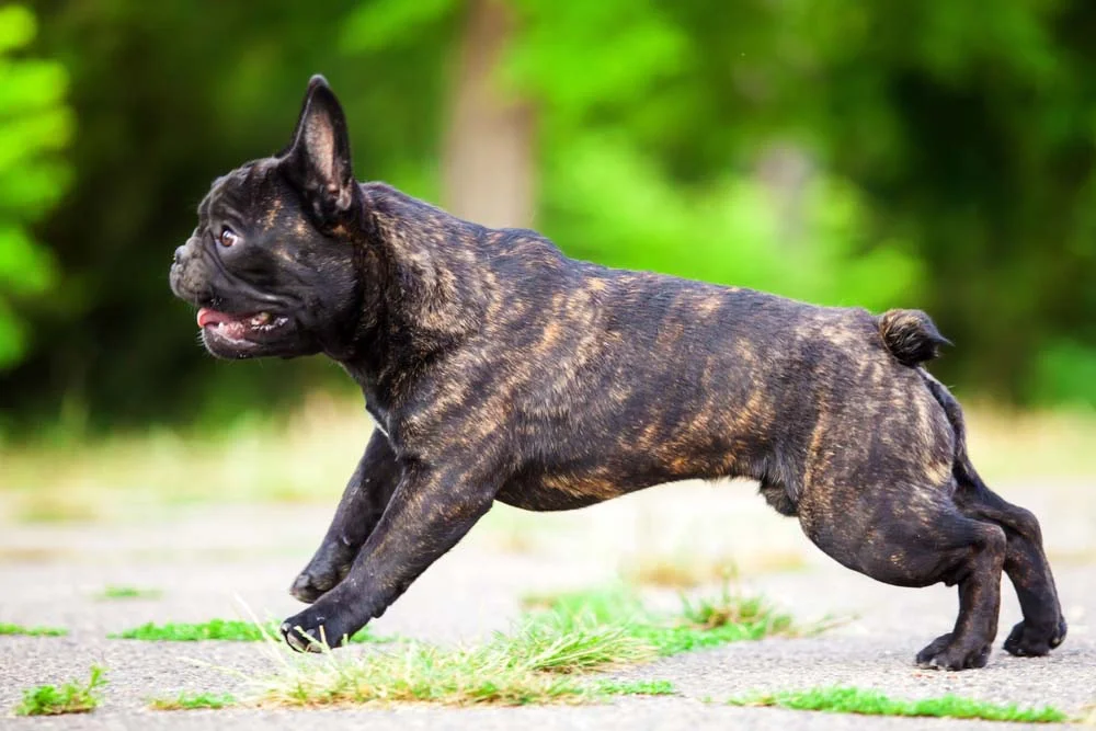 O Bulldog Francês tigrado é brincalhão e cheio de energia
