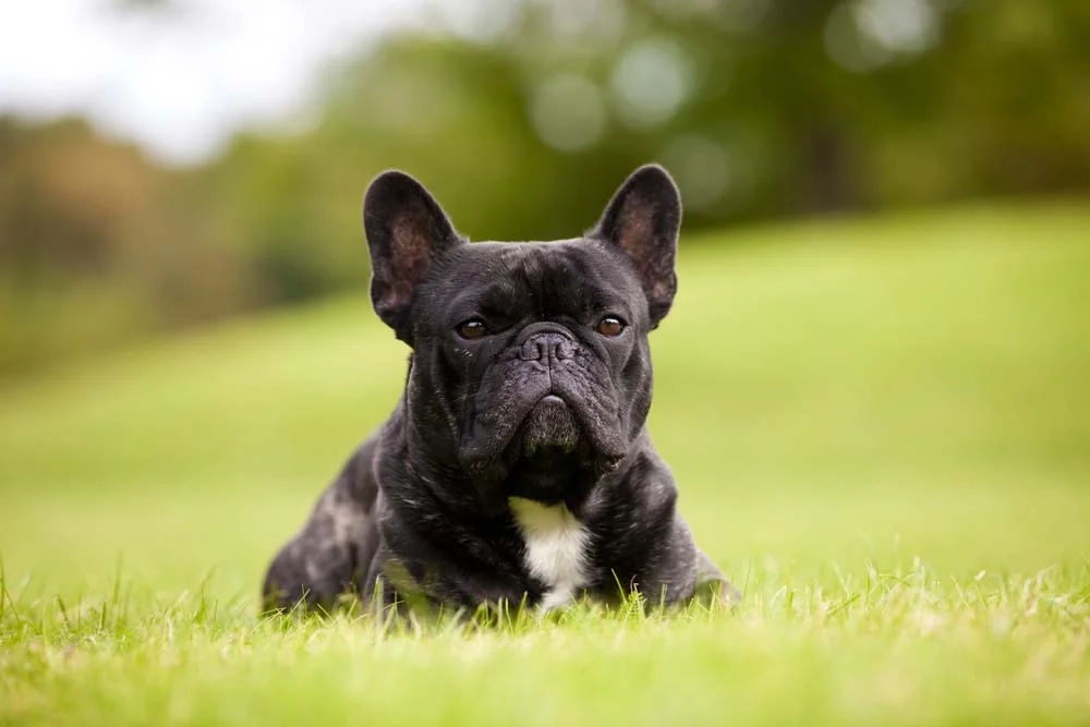 O Bulldog Francês é um animal braquicefálico: fique atento com a saúde dele!
