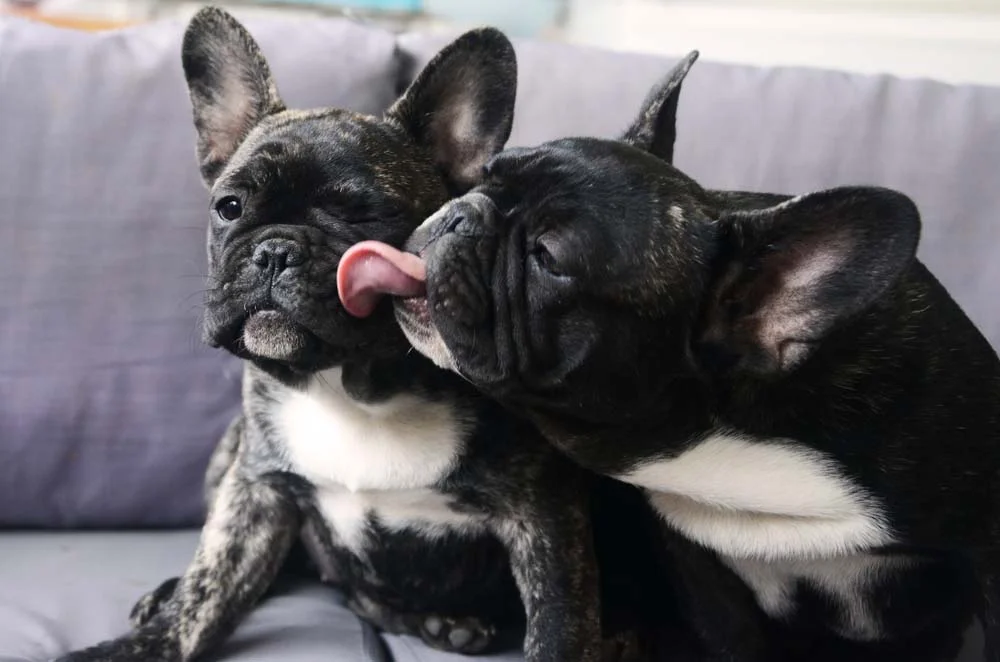 Bulldog Francês: a socialização faz ele se dar bem com todos os animais