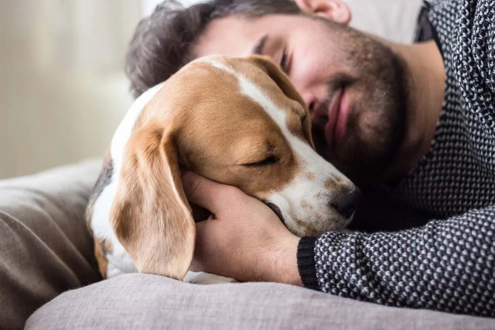 O significado de sonhar com cachorro também varia de acordo com o comportamento do animal