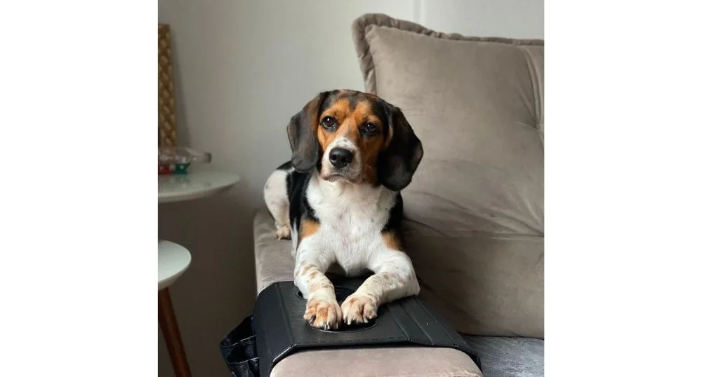 Beagle deitada no braço do sofá