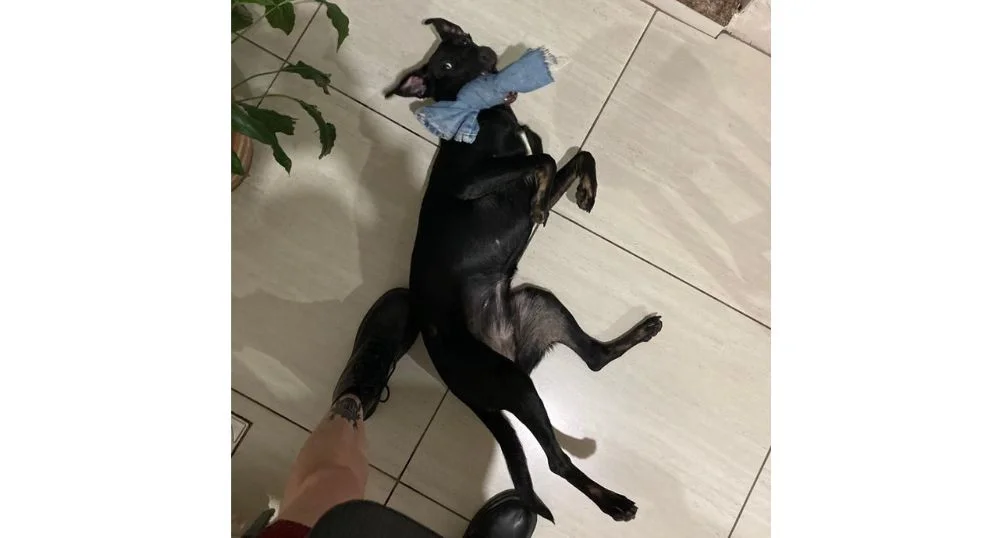 Cachorra preta deitada no chão