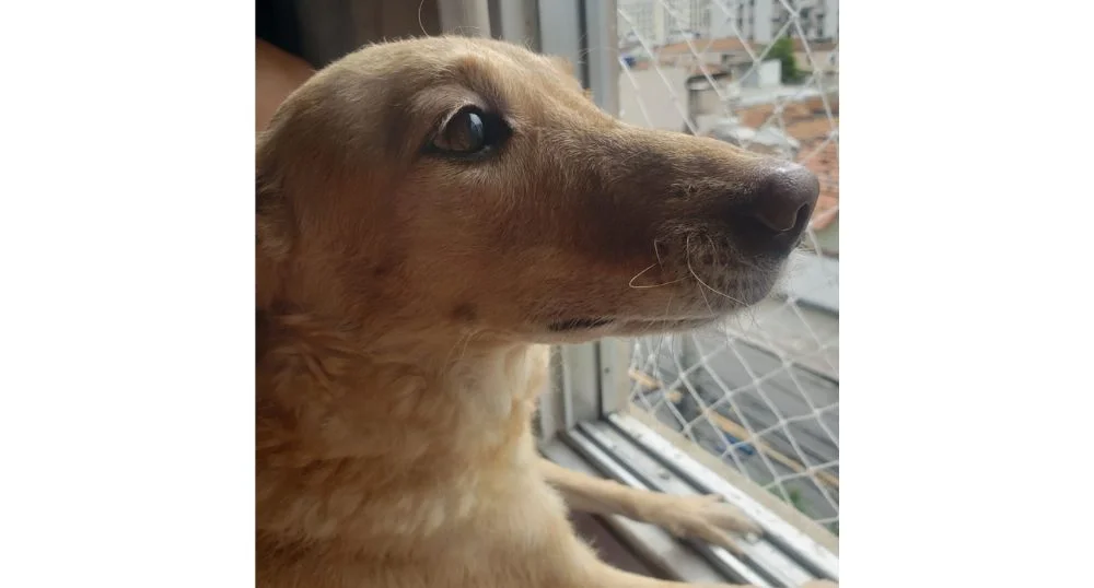 Cachorra caramelo na janela