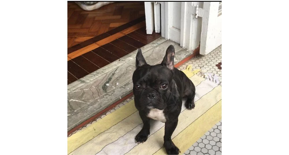 Bulldog Francês preto perto de porta