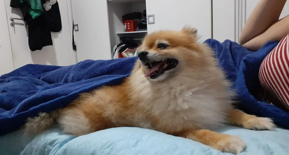 Cachorrinha deitada na cama com cobertor azul