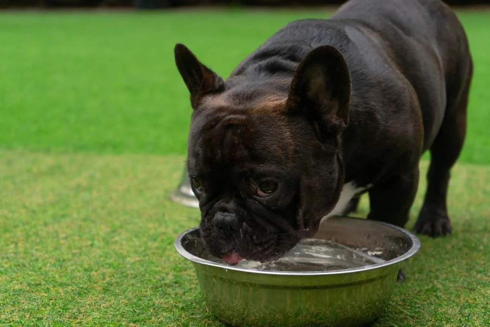 O Bulldog Francês precisa se manter bem hidratado nos dias de calor