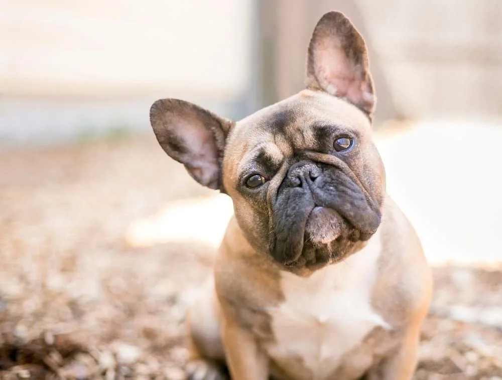O cachorro Bulldog Francês precisa de atenção com a pele para não desenvolver dermatites