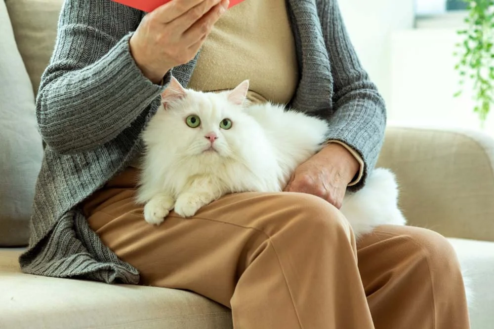 Sonhar com gato branco indica que uma atitude possessiva pode estar te prejudicando