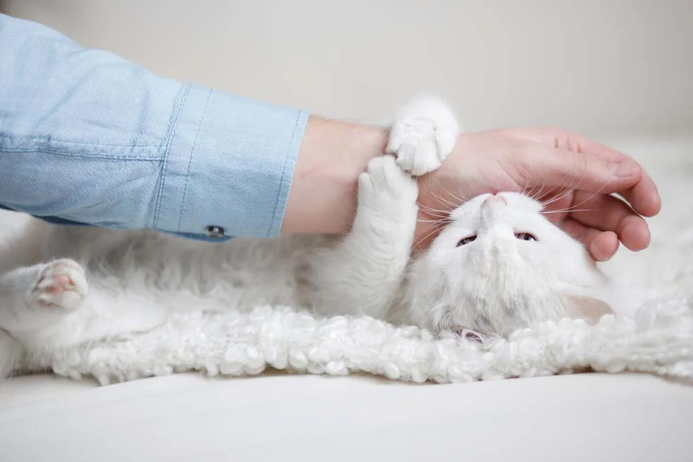 Sonhar com gato branco mordendo significa que você precisa de persistência e determinação
