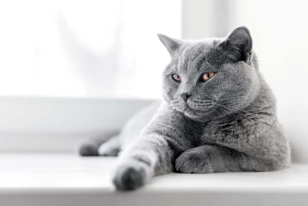 Sonhar com gato cinza pode revelar uma amizade forçada