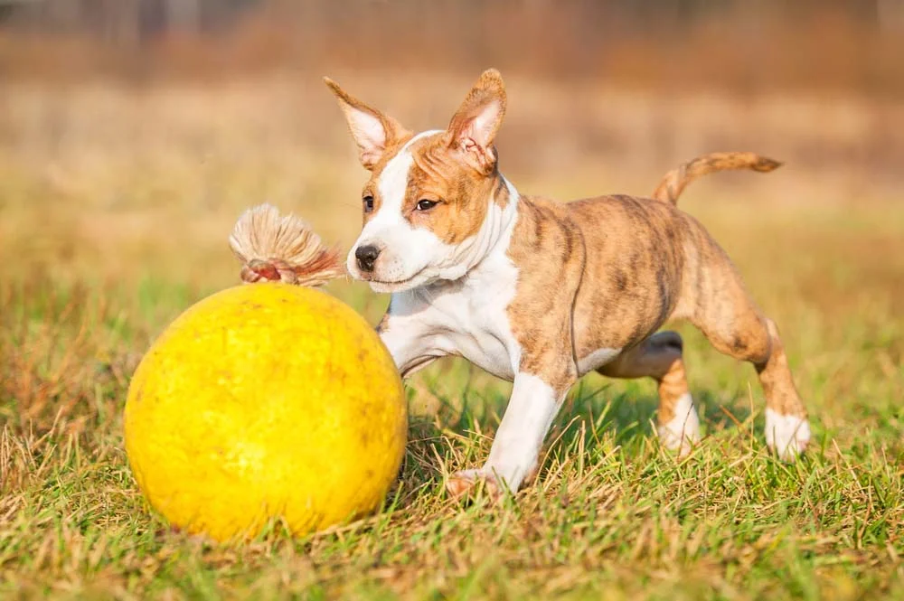 Pitbull filhote brincando com bola amarela