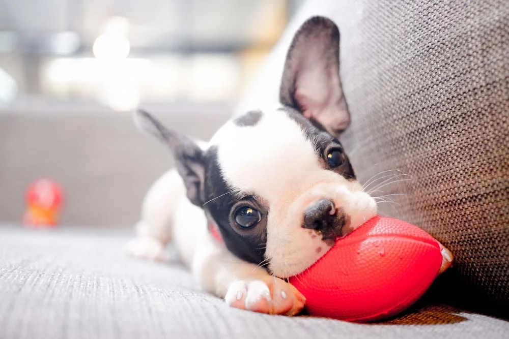 O Bulldog Francês filhote precisa de atenção: brinque sempre com o seu cachorro
