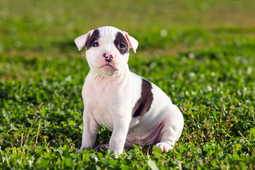 Filhote de Pitbull branco com manchas pretas sentado na grama