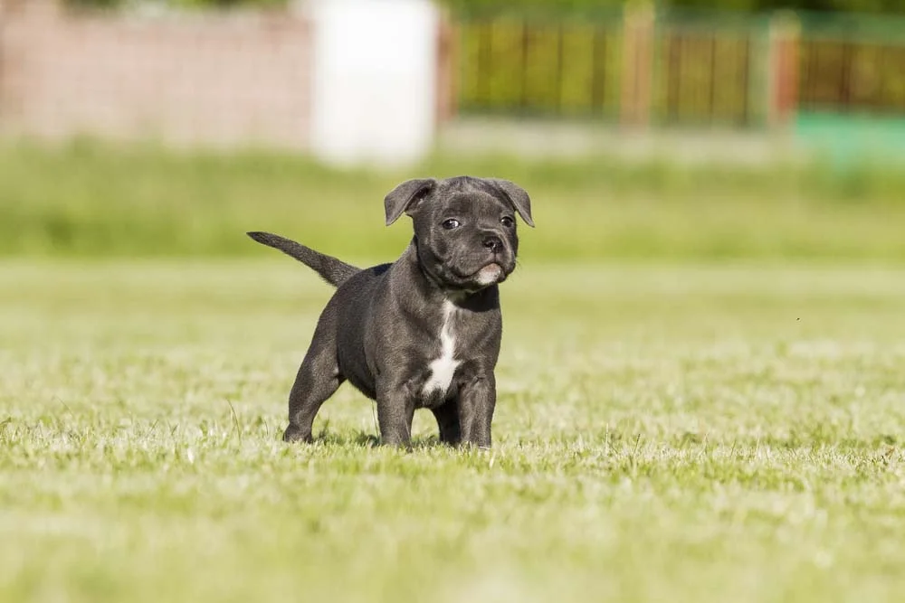 Pitbull filhote preto andando pela grama