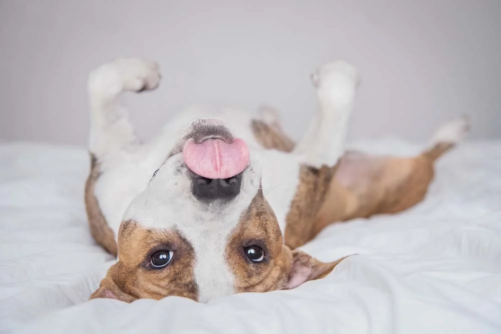 Cachorro Pitbull filhote deitado de cabeça para baixo com língua de fora