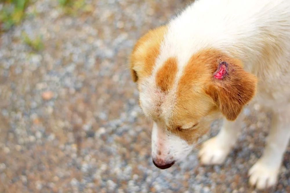 Feridas na orelha do cachorro: leishmaniose cutânea pode ter esse sintoma