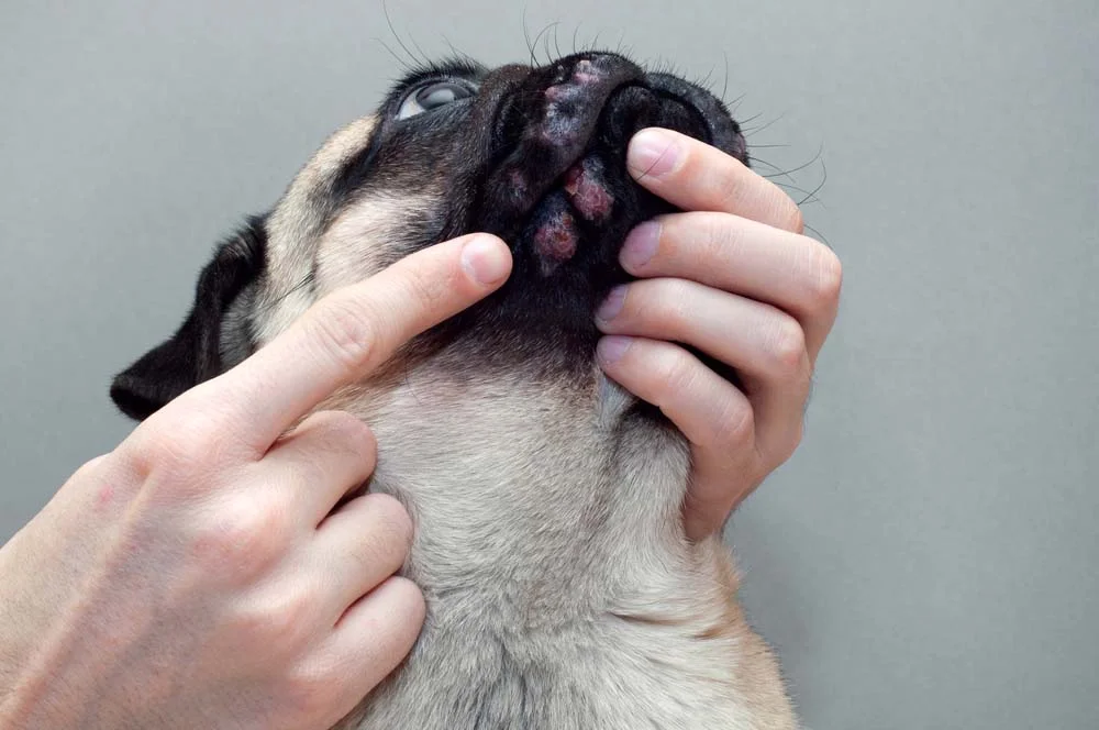 As feridas de calazar em cachorro também podem afetar outras áreas do corpo, como a boca