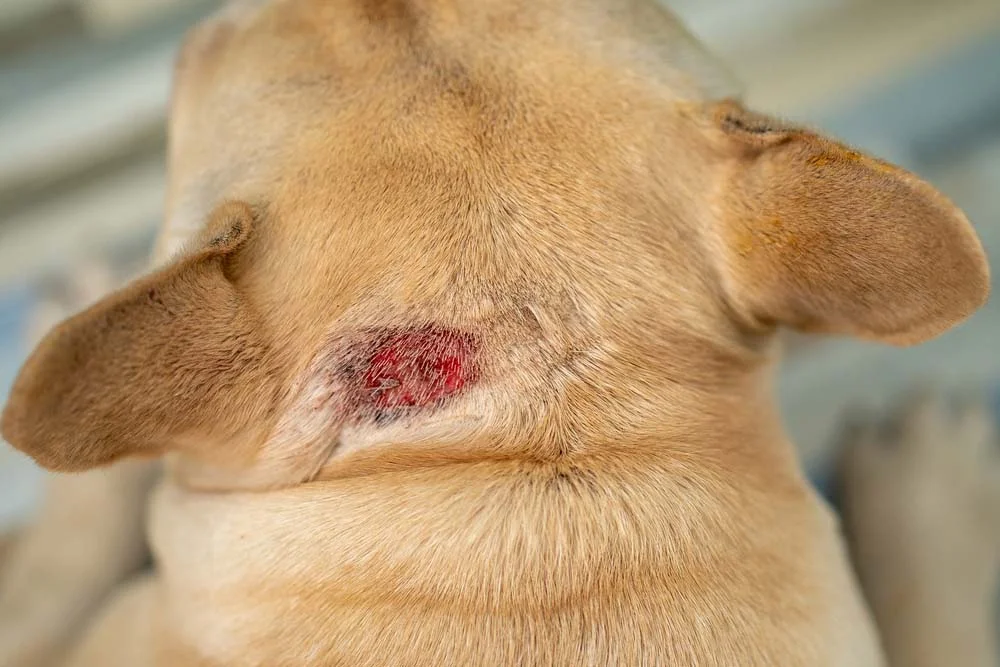 Leishmaniose canina: feridas não cicatrizam quando o cão está doente