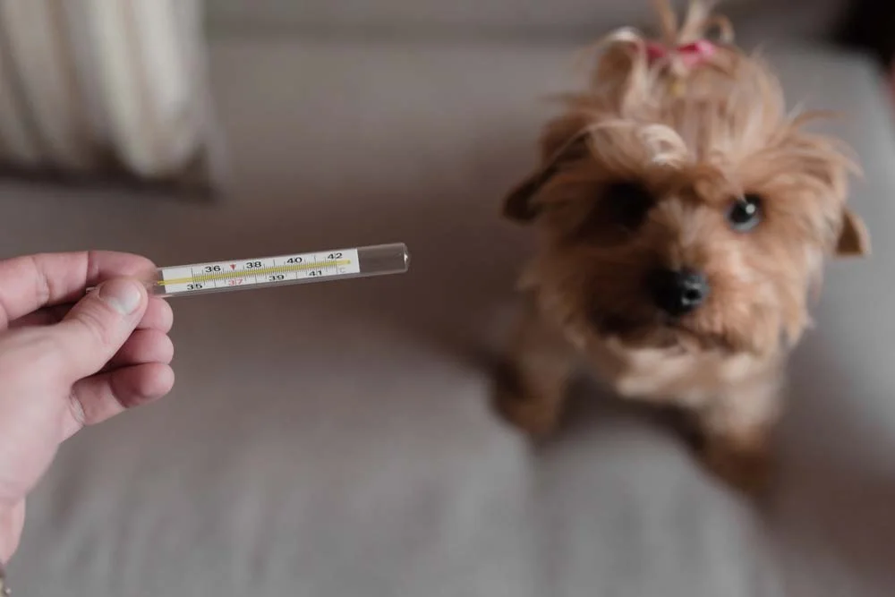 Saúde de cachorro: leishmaniose visceral pode se manifestar com febre e outros sintomas
