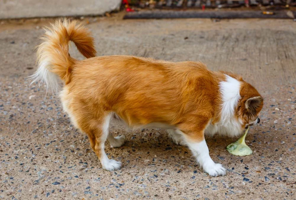 Sintomas de cinomose em cachorro podem incluir vômitos na fase gastrointestinal