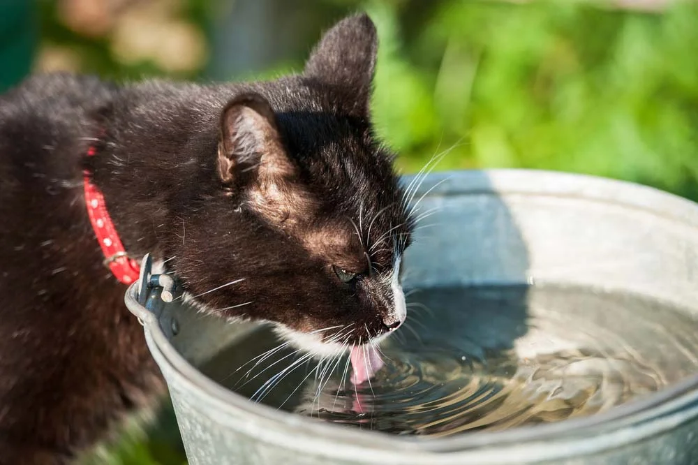 Das doenças comuns em gatos, a insuficiência renal é percebida pela sede excessiva
