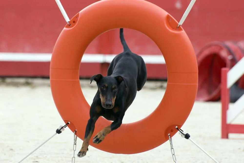 Grupo Terrier: a raça Manchester Terrier é indicada para o agility