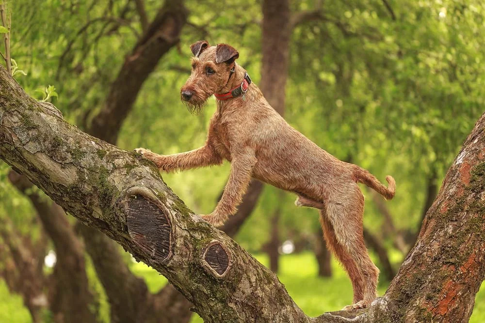 Cachorro da raça Terrier Irlandês é bem atlético