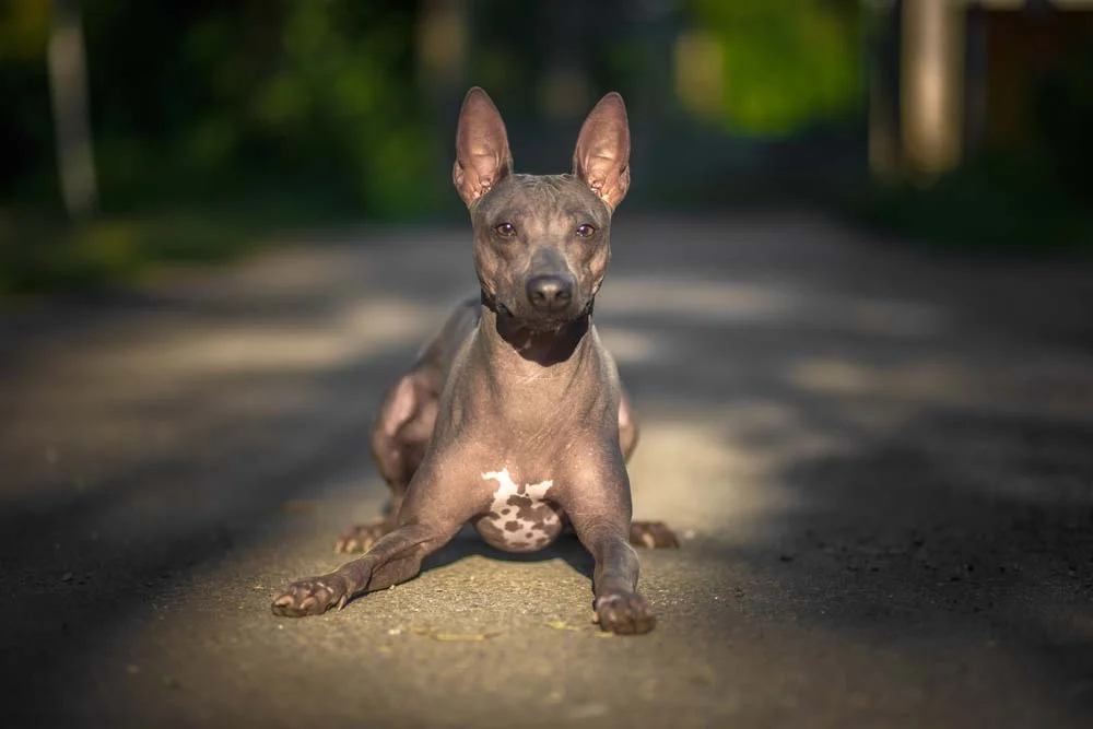 Grupo Terrier: os cães americanos é um cachorro de porte pequeno a mediano