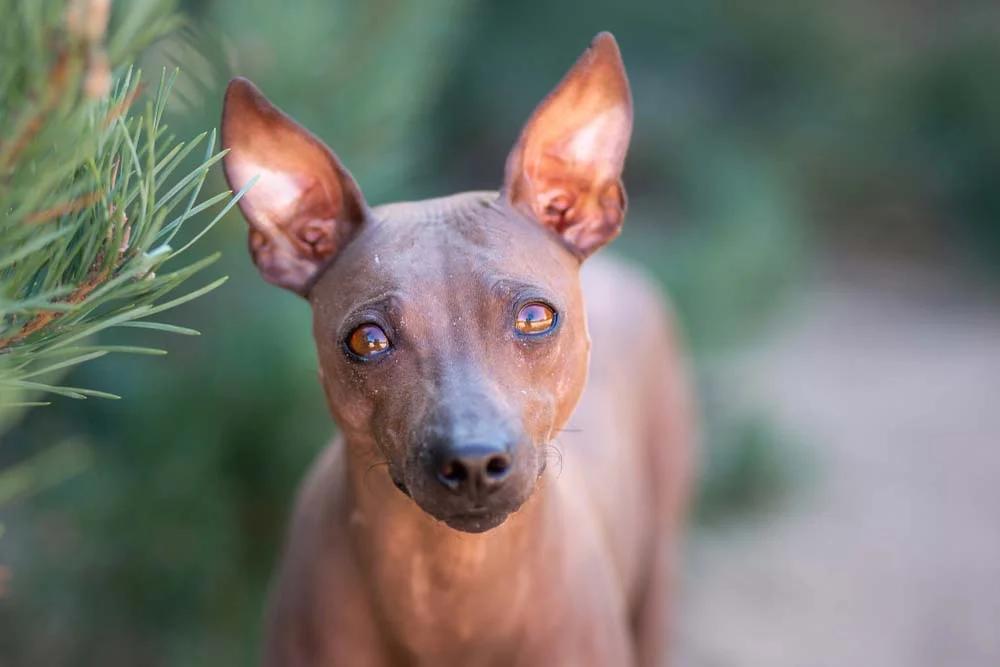 Cães Terrier Americano têm um olhar penetrante
