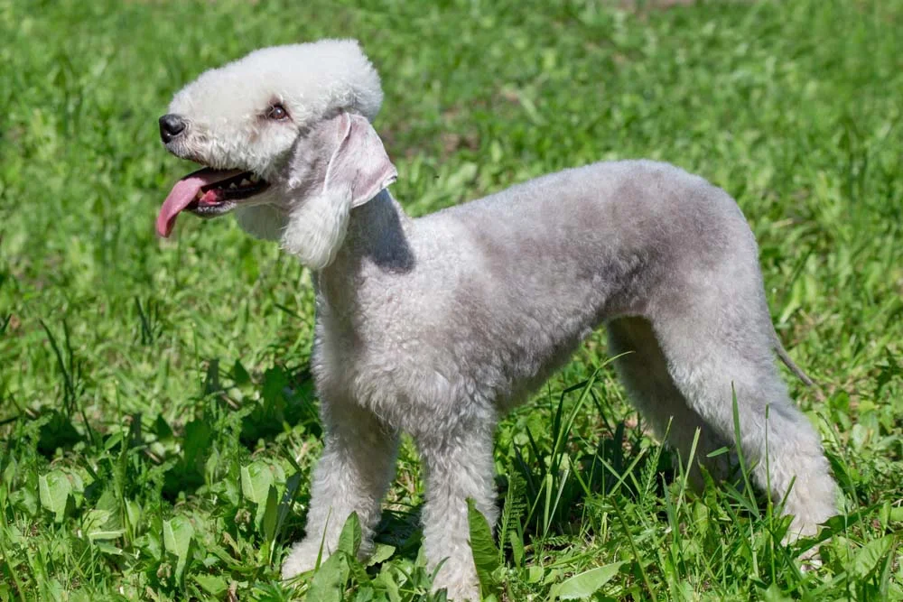 Grupo Terrier: o Bedlington Terrier tem uma aparência parecida com uma ovelha