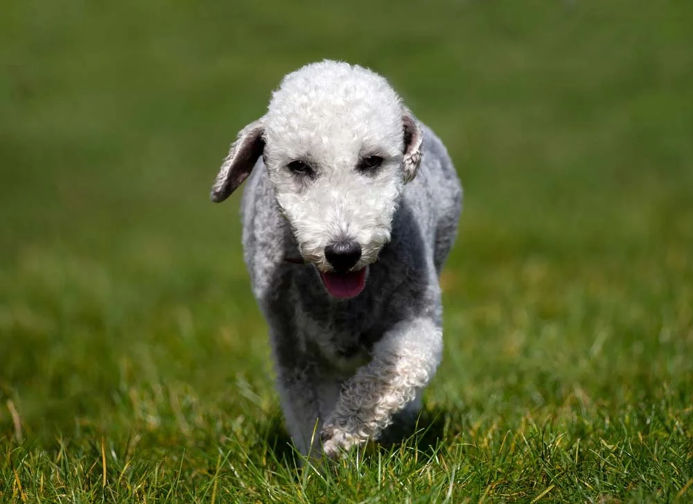 Bedlington Terrier: cachorro tem pelos espessos