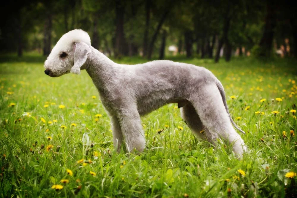Dos tipos de Terrier, o Bedlington não faz tanto sucesso no Brasil