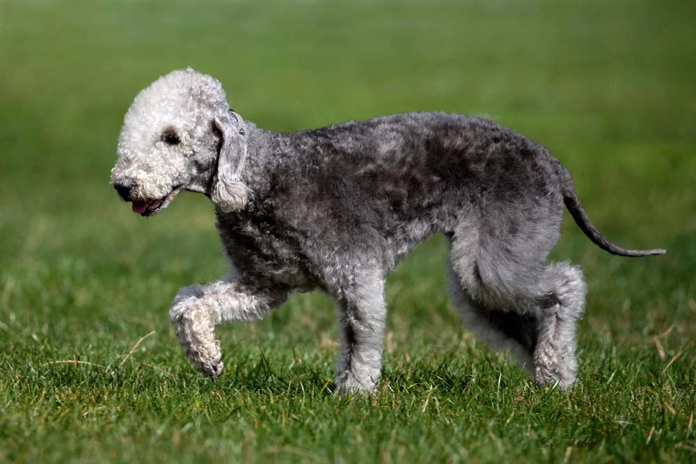 Bedlington Terrier: cachorro adora os humanos