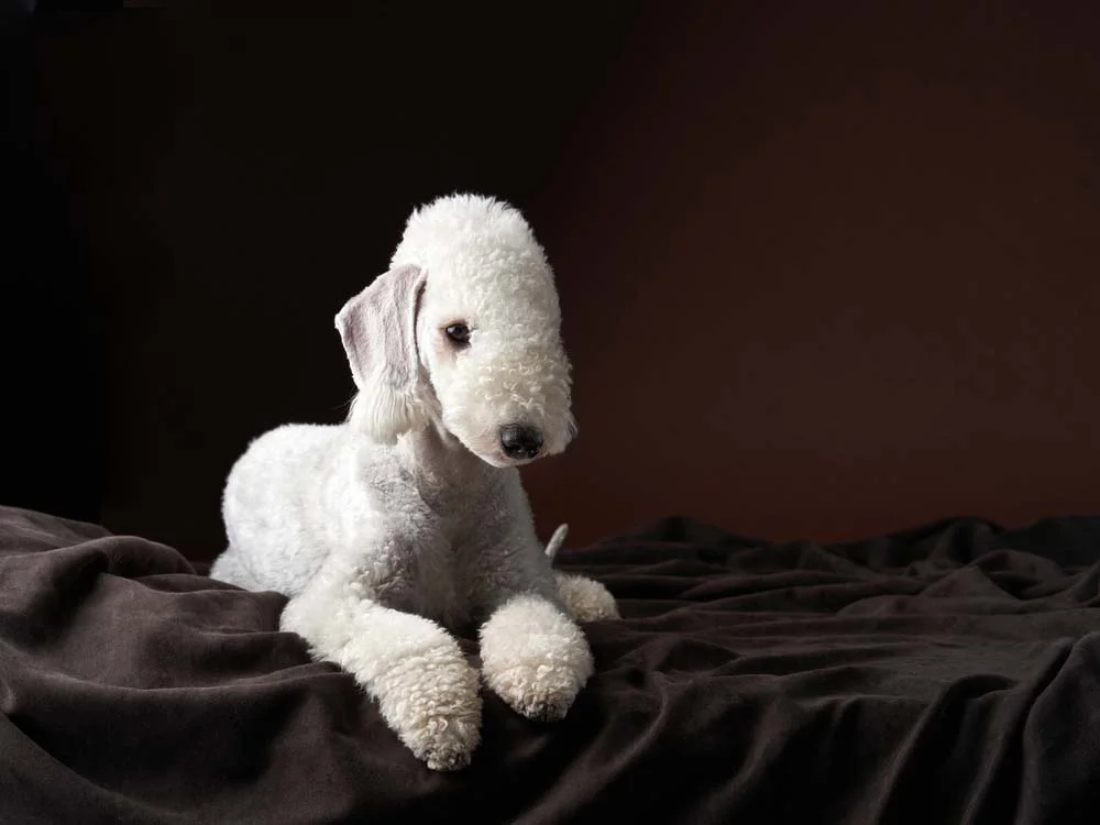 Cães Terrier: a raça Bedlington tem uma pose danada