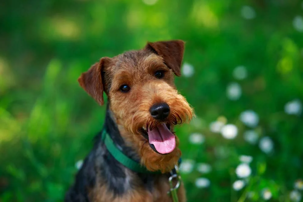 Welsh Terrier: cachorro tem uma aparência familiar