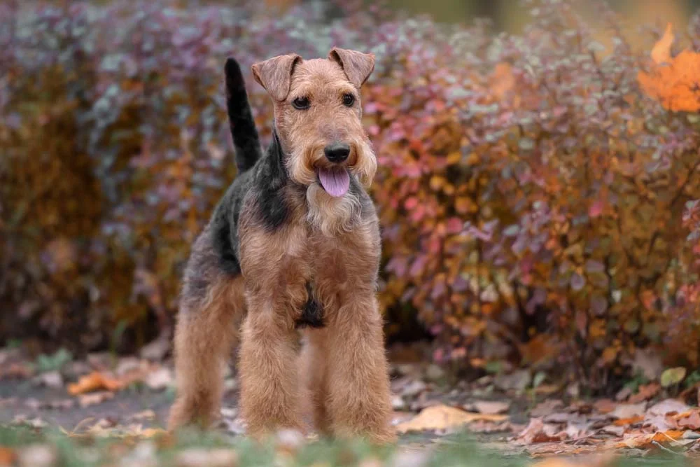 Tipos de Terrier: a raça Welsh surgiu na Grã-Bretanha