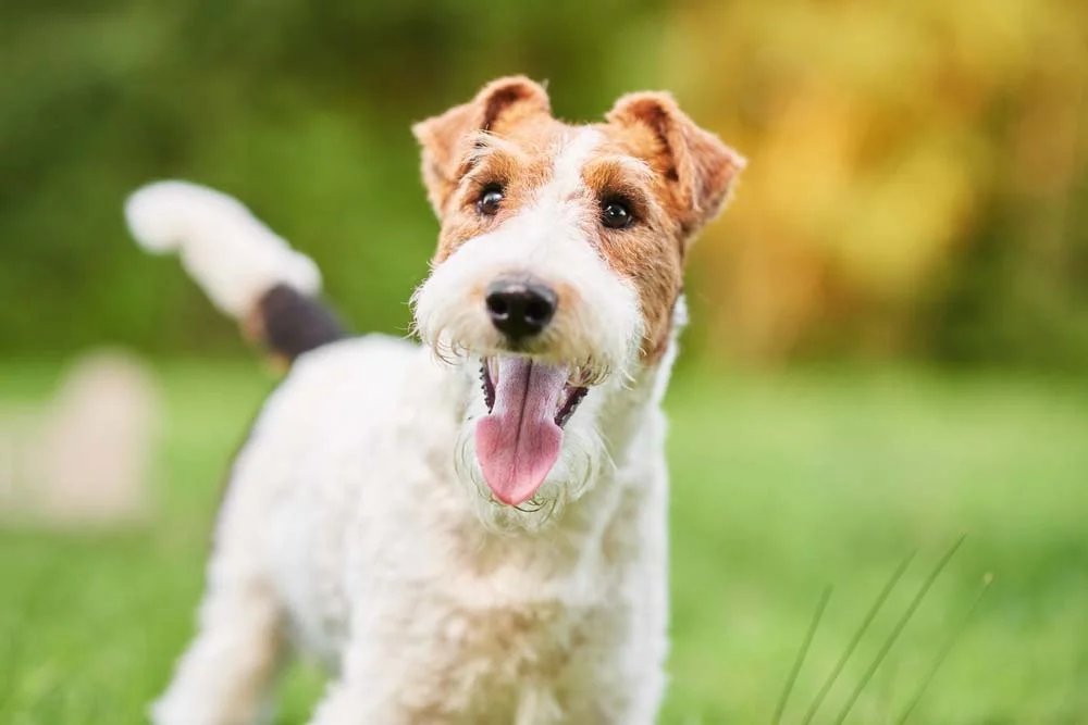 Fox Terrier: cachorro pode ter duas variações de pelagem